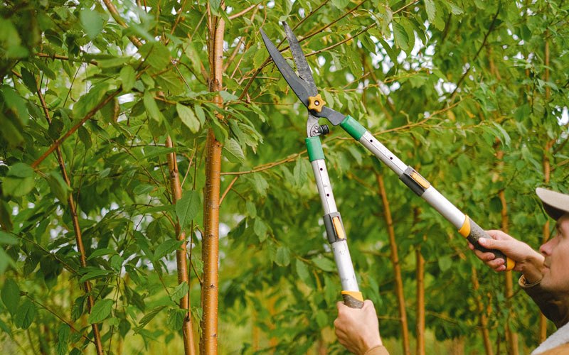 Tree trimming in Manheim, PA